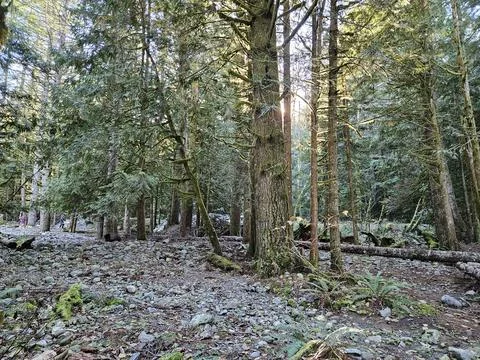 Rays of sunshine passing through tall trees in evergreen forests of Washington Stock Photos