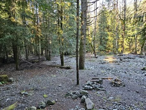 Rays of sunshine passing through tall trees in evergreen forests of Washington Foto stock