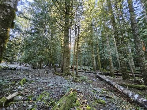 Rays of sunshine passing through tall trees in evergreen forests of Washington Stock Photos