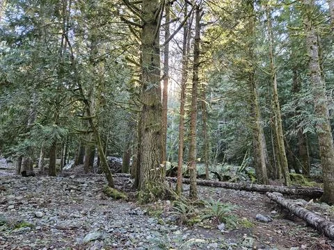 Rays of sunshine passing through tall trees in evergreen forests of Washington Stock Photos