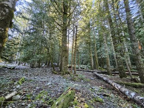 Rays of sunshine passing through tall trees in evergreen forests of Washington Stock Photos