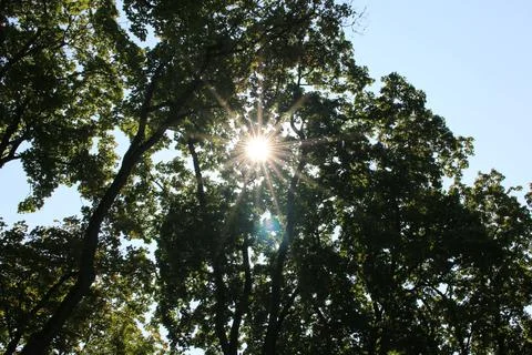 Rays of sunshine through the branches Foto stock