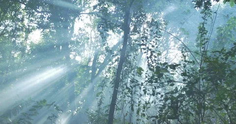 Rays of sunshine through forest canopy Stock Footage 119406887