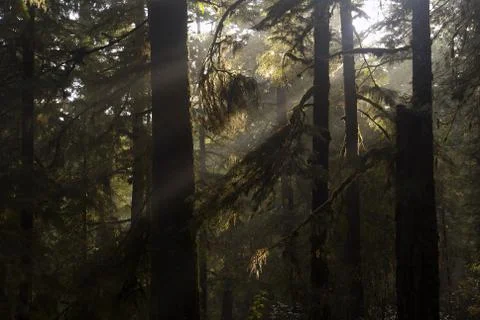 Rays of sunshine through a temperate rainforest Stock Photos