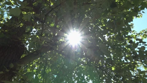 Rays of sunshine through the trees- nature,peace, sun Video stock 92775152