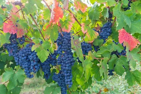 Rays of sunshine in the vineyard Stock Photos