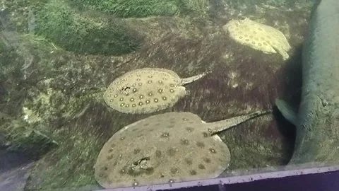 Rays Swimming in Aquarium Tank Stock Footage 340471065