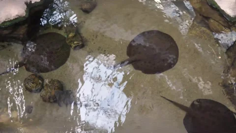 Rays swimming on the bottom in clear water. Video stock 302293541