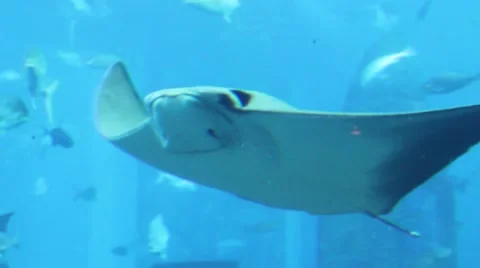 Rays swimming on the sea Stock Footage 52349414