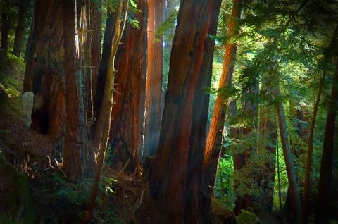 Rays through Fog Stock Photos