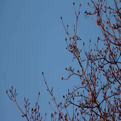Rays of warm evening sun on leafless tree branches with green buds Stock Footage 69484491