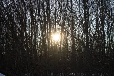 Rays of the winter setting sun through the trees without foliage Stock Photos