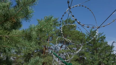 Razor Barbed Wire Fence Installed Against Pine Forest Background Stock Footage 344772424