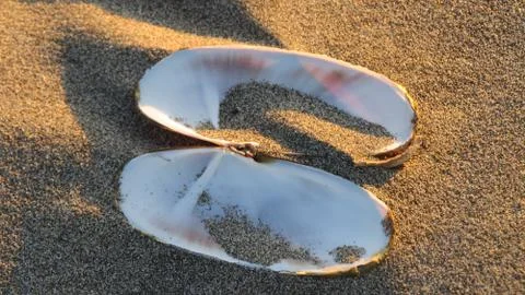 Razor Clam shell Stock Photos