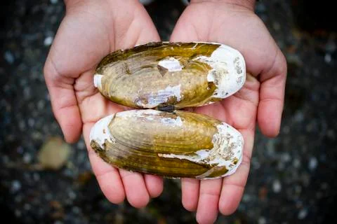 Razor Clam Shell Photos