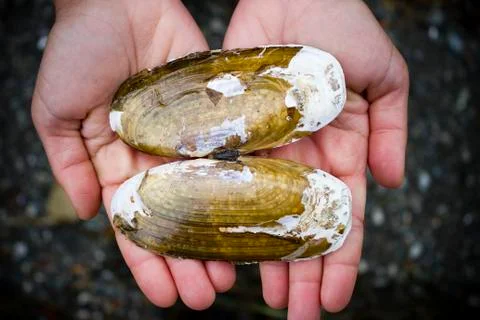 Razor Clam Shell Photos