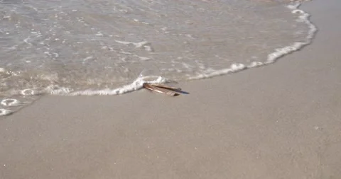 Razor clam shell on sandy beach and sea waves Video stock 148838903