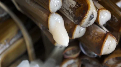 Razor Clams Stock Footage 32695939