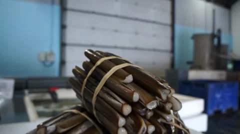 Razor Clams Stock Footage 32701956