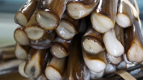 Razor Clams Stock Footage 32703112