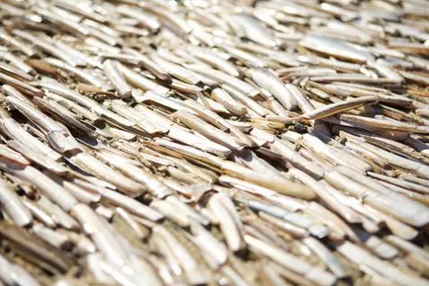 Razor clamshells on the beach Stockfoto's