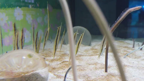 Razor fish and garden eel underwater Stock Footage 299964444