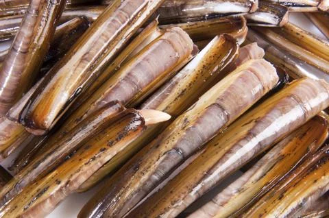 Razor Fish Stock Photos