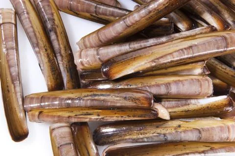 Razor Fish Stock Photos