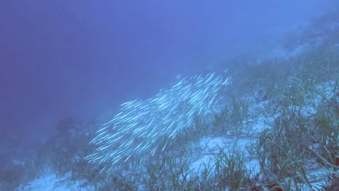 Razor fish travelling. Stock Footage 89745473