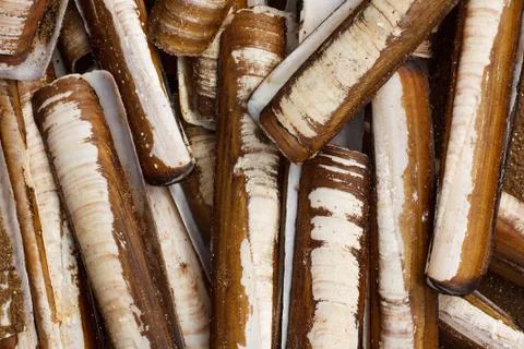 Razor shells Foto stock