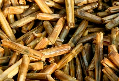 Razor shells Foto stock