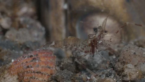 Razor shrimp (solelocera) in snake eel eye Video stock 277215835
