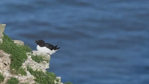 Razorbill, Alca torda, Bempton Cliffs, Yorkshire, England Stock Footage 344009254