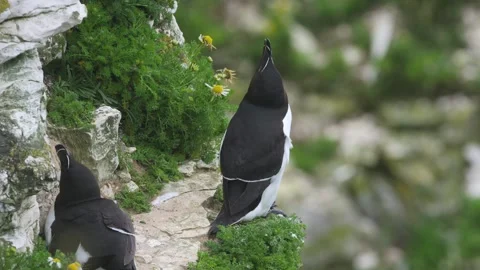 Razorbill, Alca Torda, birds on cliffs, Bempton Cliffs, North Yorkshire, England Stock Footage 306704048