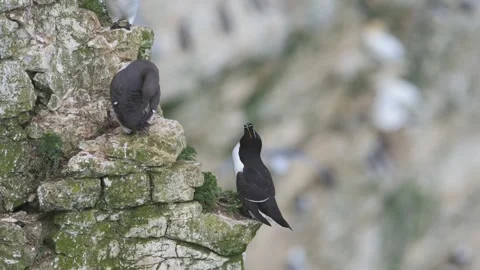 Razorbill, Alca Torda, birds on cliffs, Bempton Cliffs, North Yorkshire, England Stock Footage 306704059