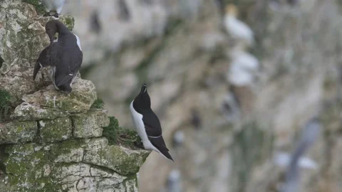 Razorbill, Alca Torda, birds on cliffs, Bempton Cliffs, North Yorkshire, England Stock Footage 306704073