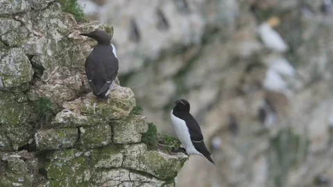 Razorbill, Alca Torda, birds on cliffs, Bempton Cliffs, North Yorkshire, England Stock Footage 308123873