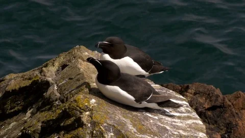 Razorbill Alca torda pair at rest on cliff edge Stock Footage 82656523