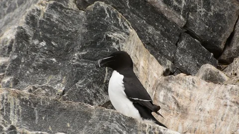 Razorbill (Alca torda) sitting on cliffs on the island Hornoya, Norway Stock Footage 92172123