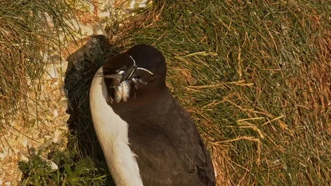 Razorbill Bird with beak full of sand eels , close up. Stock Footage 118520640