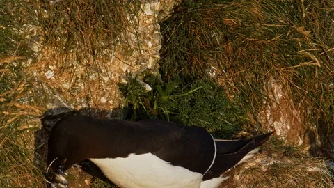 Razorbill Bird with beak full of sand eels close up. Stock Footage 118520656