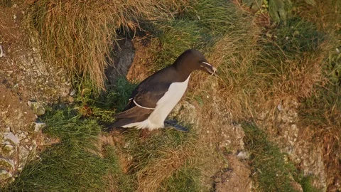 Razorbill Bird observing seabird activities on cliff face. Stock Footage 120125028