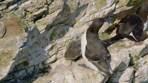 Razorbill Bird Pair on cliff edge on nest feeding chick. Filmed at 150fps Stock Footage 111466958