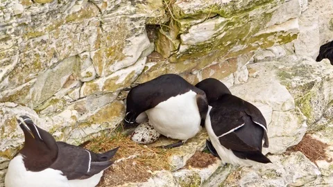 Razorbill Bird pair on cliff face sitting on the nest with egg. Stock Footage 109220931
