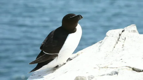 Razorbill Stock Footage 758077