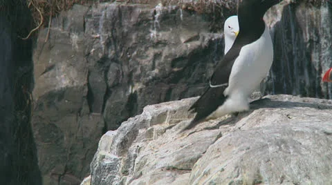 Razorbill Stock Footage 26136876