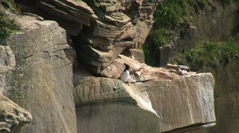Razorbill Stock Footage 29155895