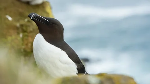 Razorbill on a ledge at Látrabjarg Stock-Footage 52576489