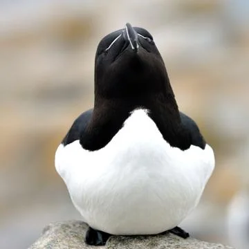 Razorbill Foto stock