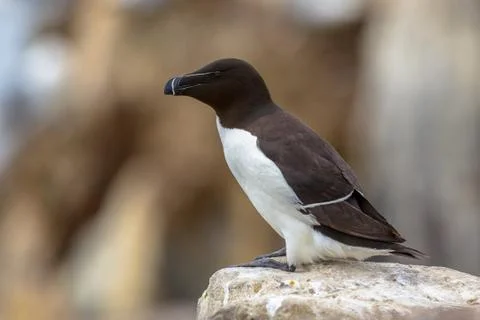 Razorbill on rock Foto stock